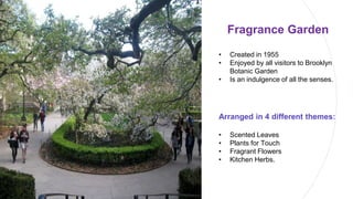 Fragrance Garden
• Created in 1955
• Enjoyed by all visitors to Brooklyn
Botanic Garden
• Is an indulgence of all the senses.
Arranged in 4 different themes:
• Scented Leaves
• Plants for Touch
• Fragrant Flowers
• Kitchen Herbs.
 