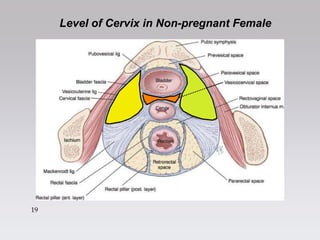 1
9
19
Level of Cervix in Non-pregnant Female
 
