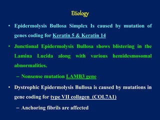 • Epidermolysis Bullosa Simplex Is caused by mutation of
genes coding for Keratin 5 & Keratin 14
• Junctional Epidermolysis Bullosa shows blistering in the
Lamina Lucida along with various hemidesmosomal
abnormalities.
– Nonsense mutation LAMB3 gene
• Dystrophic Epidermolysis Bullosa is caused by mutations in
gene coding for type VII collagen (COL7A1)
– Anchoring fibrils are affected
Etiology
 