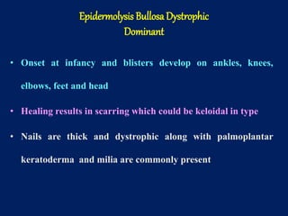 • Onset at infancy and blisters develop on ankles, knees,
elbows, feet and head
• Healing results in scarring which could be keloidal in type
• Nails are thick and dystrophic along with palmoplantar
keratoderma and milia are commonly present
Epidermolysis Bullosa Dystrophic
Dominant
 