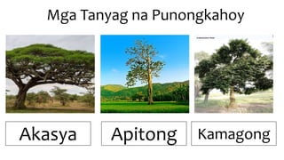Epekto ng klima