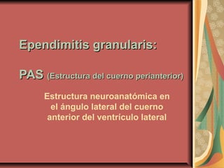 Ependimitis granularis:Ependimitis granularis:
PASPAS (Estructura del cuerno perianterior)(Estructura del cuerno perianterior)
Estructura neuroanatómica en
el ángulo lateral del cuerno
anterior del ventrículo lateral
 
