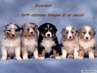 Ricordati .....  .... tutti abbiamo bisogno di un amico! 