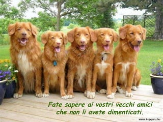 Fate sapere ai vostri vecchi amici che non li avete dimenticati. 