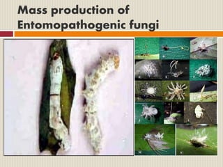 Mass production of
Entomopathogenic fungi
 