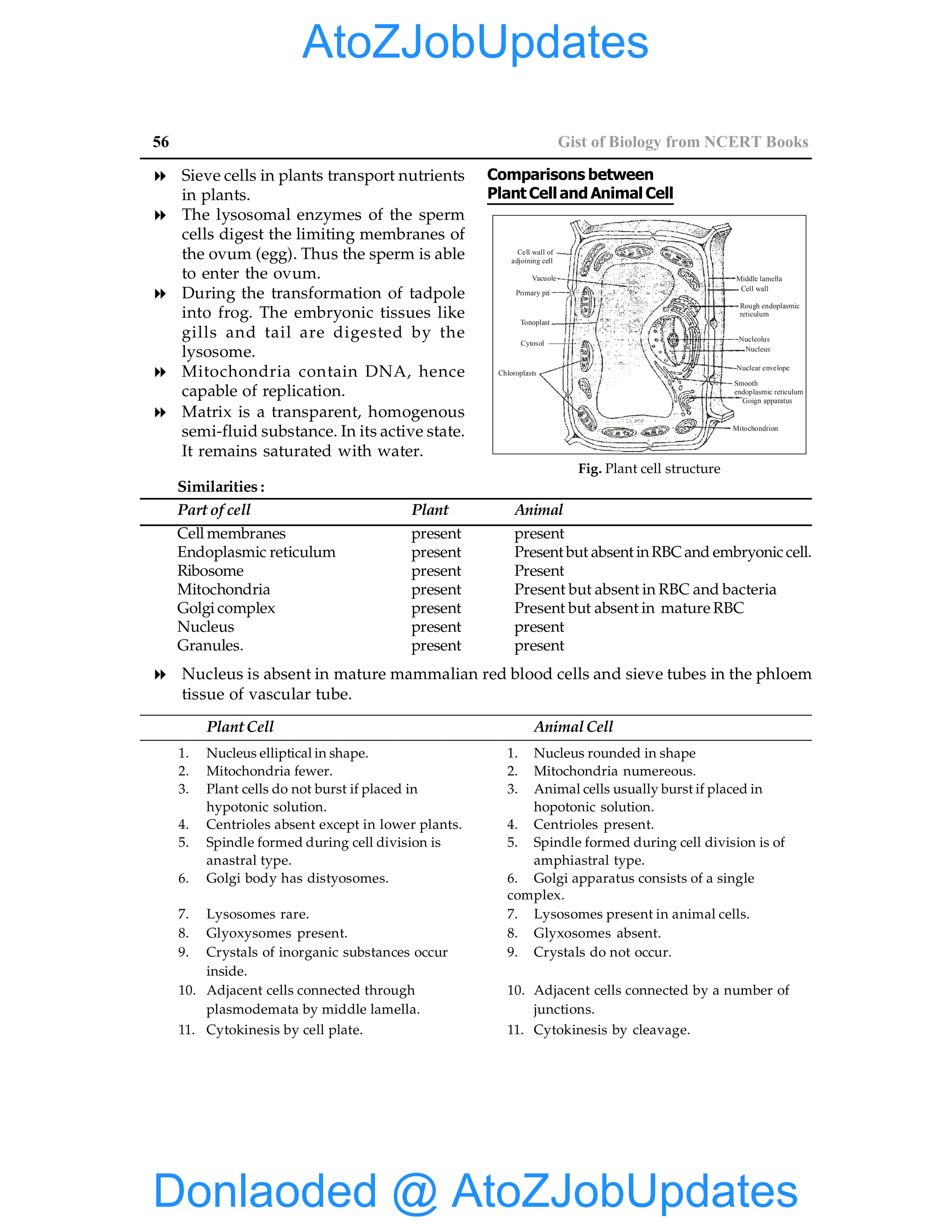 56 Gist of Biology from NCERT Books
8 Sieve cells in plants transport nutrients
in plants.
8 The lysosomal enzymes of the sperm
cells digest the limiting membranes of
the ovum (egg). Thus the sperm is able
to enter the ovum.
8 During the transformation of tadpole
into frog. The embryonic tissues like
gills and tail are digested by the
lysosome.
8 Mitochondria contain DNA, hence
capable of replication.
8 Matrix is a transparent, homogenous
semi-fluid substance. In its active state.
It remains saturated with water.
Comparisons between
Plant Cell and Animal Cell
Middle lamella
Cell wall
Rough endoplasmic
reticulum
Nucleolus
Nucleus
Nuclear envelope
Smooth
endoplasmic reticulum
Goign apparatus
Mitochondrion
Cell wall of
adjoining cell
Vacuole
Primary pit
Tonoplast
Cytosol
Chloroplasts
Fig. Plant cell structure
Similarities :
Part of cell Plant Animal
Cell membranes present present
Endoplasmic reticulum present Present but absent inRBCand embryonic cell.
Ribosome present Present
Mitochondria present Present but absent in RBC and bacteria
Golgi complex present Present but absent in mature RBC
Nucleus present present
Granules. present present
8 Nucleus is absent in mature mammalian red blood cells and sieve tubes in the phloem
tissue of vascular tube.
PlantCell AnimalCell
1. Nucleus elliptical in shape. 1. Nucleus rounded in shape
2. Mitochondria fewer. 2. Mitochondria numereous.
3. Plant cells do not burst if placed in 3. Animal cells usually burst if placed in
hypotonic solution. hopotonic solution.
4. Centrioles absent except in lower plants. 4. Centrioles present.
5. Spindle formed during cell division is 5. Spindle formed during cell division is of
anastral type. amphiastral type.
6. Golgi body has distyosomes. 6. Golgi apparatus consists of a single
complex.
7. Lysosomes rare. 7. Lysosomes present in animal cells.
8. Glyoxysomes present. 8. Glyxosomes absent.
9. Crystals of inorganic substances occur 9. Crystals do not occur.
inside.
10. Adjacent cells connected through 10. Adjacent cells connected by a number of
plasmodemata by middle lamella. junctions.
11. Cytokinesis by cell plate. 11. Cytokinesis by cleavage.
Donlaoded @ AtoZJobUpdates
AtoZJobUpdates
 