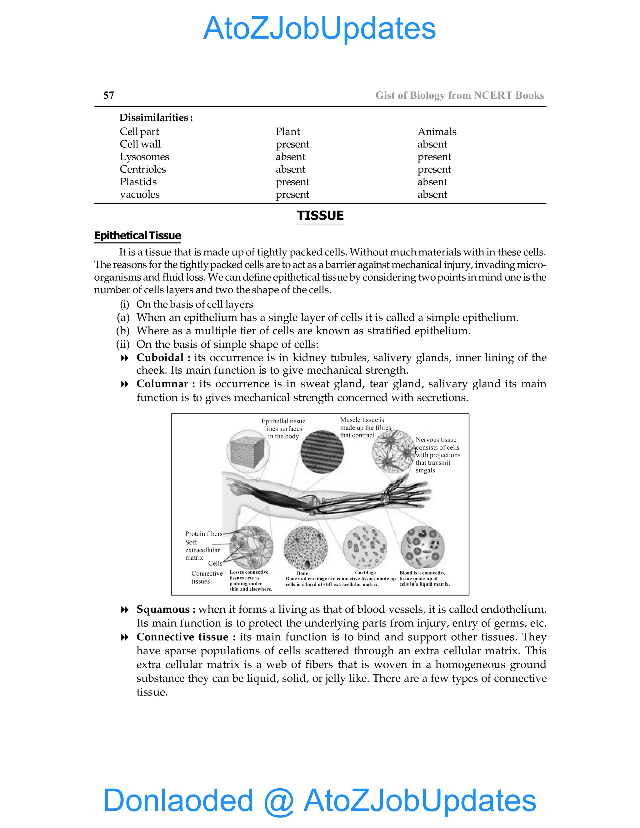 57 Gist of Biology from NCERT Books
Dissimilarities :
Cell part Plant Animals
Cell wall present absent
Lysosomes absent present
Centrioles absent present
Plastids present absent
vacuoles present absent
TISSUE
Epithetical Tissue
It is a tissue that is made up of tightly packed cells. Without much materials with in these cells.
The reasonsfor the tightlypacked cells aretoact as a barrier against mechanical injury, invadingmicro-
organismsand fluid loss. We can define epithetical tissue by considering twopointsin mind one is the
number of cells layers and two the shape of the cells.
(i) On the basis of cell layers
(a) When an epithelium has a single layer of cells it is called a simple epithelium.
(b) Where as a multiple tier of cells are known as stratified epithelium.
(ii) On the basis of simple shape of cells:
8 Cuboidal : its occurrence is in kidney tubules, salivery glands, inner lining of the
cheek. Its main function is to give mechanical strength.
8 Columnar : its occurrence is in sweat gland, tear gland, salivary gland its main
function is to gives mechanical strength concerned with secretions.
Epithellal tissue
lines surfaces
in the body
Muscle tissue is
made up the fibres
that contract
Nervous tissue
consists of cells
with projections
that transmit
singals
Protein fibers
Soft
extracellular
matrix
Cells
Connective
tissues:
Losses connective
tissues acts as
padding under
skin and elsewhere.
Bone Cartilage
Bone and cartilage are connective tissues made up
cells in a hard of stiff extracellular matrix.
Blood is a connective
tissue made up of
cells in a liquid matrix.
8 Squamous : when it forms a living as that of blood vessels, it is called endothelium.
Its main function is to protect the underlying parts from injury, entry of germs, etc.
8 Connective tissue : its main function is to bind and support other tissues. They
have sparse populations of cells scattered through an extra cellular matrix. This
extra cellular matrix is a web of fibers that is woven in a homogeneous ground
substance they can be liquid, solid, or jelly like. There are a few types of connective
tissue.
Donlaoded @ AtoZJobUpdates
AtoZJobUpdates
 
