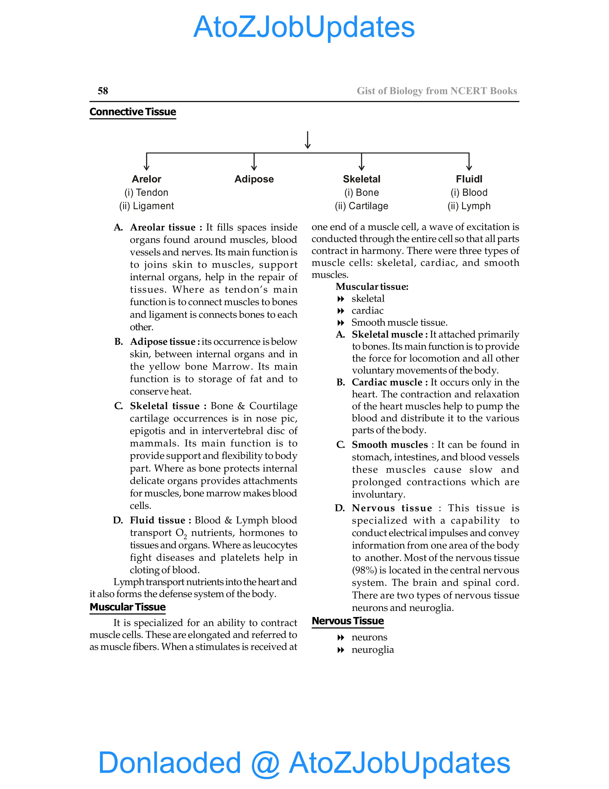 58 Gist of Biology from NCERT Books
Connective Tissue
Arelor
(i) Tendon
(ii) Ligament
Adipose Skeletal
(i) Bone
(ii) Cartilage
Fluidl
(i) Blood
(ii) Lymph
A. Areolar tissue : It fills spaces inside
organs found around muscles, blood
vessels and nerves. Its main function is
to joins skin to muscles, support
internal organs, help in the repair of
tissues. Where as tendon’s main
function is to connect muscles to bones
and ligament is connects bones to each
other.
B. Adipose tissue : its occurrence isbelow
skin, between internal organs and in
the yellow bone Marrow. Its main
function is to storage of fat and to
conserve heat.
C. Skeletal tissue : Bone & Courtilage
cartilage occurrences is in nose pic,
epigotis and in intervertebral disc of
mammals. Its main function is to
provide support and flexibility to body
part. Where as bone protects internal
delicate organs provides attachments
for muscles, bone marrowmakes blood
cells.
D. Fluid tissue : Blood & Lymph blood
transport O2 nutrients, hormones to
tissuesand organs. Where asleucocytes
fight diseases and platelets help in
cloting of blood.
Lymphtransport nutrientsintotheheart and
it also forms the defense system of the body.
Muscular Tissue
It is specialized for an ability to contract
muscle cells. These are elongated and referred to
as muscle fibers. When a stimulates is received at
one end of a muscle cell, a wave of excitation is
conducted through the entire cell so that all parts
contract in harmony. There were three types of
muscle cells: skeletal, cardiac, and smooth
muscles.
Muscular tissue:
8 skeletal
8 cardiac
8 Smooth muscle tissue.
A. Skeletal muscle : It attached primarily
to bones. Its main function is to provide
the force for locomotion and all other
voluntary movementsof the body.
B. Cardiac muscle : It occurs only in the
heart. The contraction and relaxation
of the heart muscles help to pump the
blood and distribute it to the various
parts of the body.
C. Smooth muscles : It can be found in
stomach, intestines, and blood vessels
these muscles cause slow and
prolonged contractions which are
involuntary.
D. Nervous tissue : This tissue is
specialized with a capability to
conduct electrical impulses and convey
information from one area of the body
to another. Most of the nervous tissue
(98%) is located in the central nervous
system. The brain and spinal cord.
There are two types of nervous tissue
neurons and neuroglia.
Nervous Tissue
8 neurons
8 neuroglia
Donlaoded @ AtoZJobUpdates
AtoZJobUpdates
 