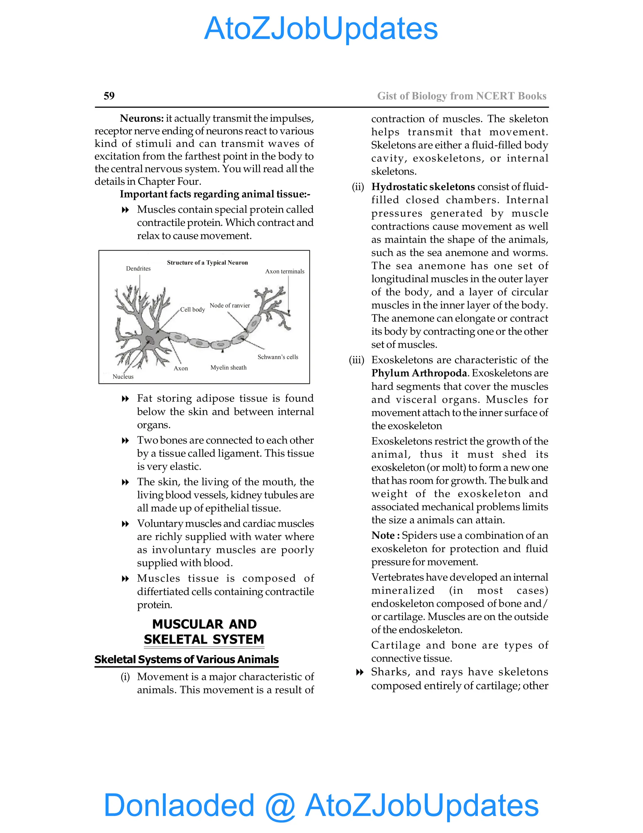 59 Gist of Biology from NCERT Books
Neurons: it actually transmit the impulses,
receptor nerve ending of neuronsreact to various
kind of stimuli and can transmit waves of
excitation from the farthest point in the body to
the central nervous system. You will read all the
details in Chapter Four.
Important facts regarding animal tissue:-
8 Muscles contain special protein called
contractile protein. Which contract and
relax to cause movement.
Structure of a Typical Neuron
Dendrites Axon terminals
Cell body
Node of ranvier
Nucleus
Axon Myelin sheath
Schwann’s cells
8 Fat storing adipose tissue is found
below the skin and between internal
organs.
8 Two bones are connected to each other
by a tissue called ligament. This tissue
is very elastic.
8 The skin, the living of the mouth, the
living blood vessels, kidney tubules are
all made up of epithelial tissue.
8 Voluntarymuscles and cardiac muscles
are richly supplied with water where
as involuntary muscles are poorly
supplied with blood.
8 Muscles tissue is composed of
differtiated cells containing contractile
protein.
MUSCULAR AND
SKELETAL SYSTEM
Skeletal Systems of Various Animals
(i) Movement is a major characteristic of
animals. This movement is a result of
contraction of muscles. The skeleton
helps transmit that movement.
Skeletons are either a fluid-filled body
cavity, exoskeletons, or internal
skeletons.
(ii) Hydrostatic skeletons consist of fluid-
filled closed chambers. Internal
pressures generated by muscle
contractions cause movement as well
as maintain the shape of the animals,
such as the sea anemone and worms.
The sea anemone has one set of
longitudinal muscles in the outer layer
of the body, and a layer of circular
muscles in the inner layer of the body.
The anemone can elongate or contract
its body by contracting one or the other
set of muscles.
(iii) Exoskeletons are char