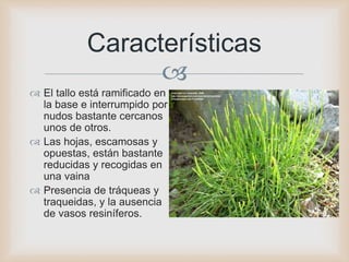 
Características
 El tallo está ramificado en
la base e interrumpido por
nudos bastante cercanos
unos de otros.
 Las hojas, escamosas y
opuestas, están bastante
reducidas y recogidas en
una vaina
 Presencia de tráqueas y
traqueidas, y la ausencia
de vasos resiníferos.
 