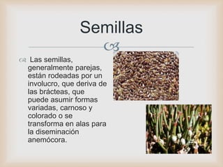 
Semillas
 Las semillas,
generalmente parejas,
están rodeadas por un
involucro, que deriva de
las brácteas, que
puede asumir formas
variadas, carnoso y
colorado o se
transforma en alas para
la diseminación
anemócora.
 