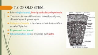 T.S OF OLD STEM:
 It is a single-layered, heavily cuticularized epidermis.
 The cortex is also differentiated into sclerenchyma ,
chlorenchyma & parenchyma .
 Presence of vessels is the characteristic feature of the
wood of Ephedra.
 Resin canals are absent.
 Parenchymatous pith is present in the Centre.
 