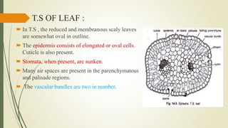 T.S OF LEAF :
 In T.S , the reduced and membranous scaly leaves
are somewhat oval in outline.
 The epidermis consists of elongated or oval cells.
Cuticle is also present.
 Stomata, when present, are sunken.
 Many air spaces are present in the parenchymatous
and palisade regions.
 The vascular bundles are two in number.
 