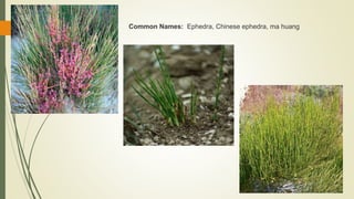 Common Names: Ephedra, Chinese ephedra, ma huang
 