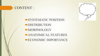 CONTENT :
SYSTEMATIC POSITION
DISTRIBUTION
MORPHOLOGY
ANATOMICAL FEATURES
ECONOMIC IMPORTANCE
 