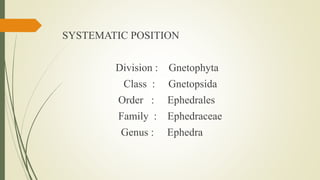 SYSTEMATIC POSITION
Division : Gnetophyta
Class : Gnetopsida
Order : Ephedrales
Family : Ephedraceae
Genus : Ephedra
 