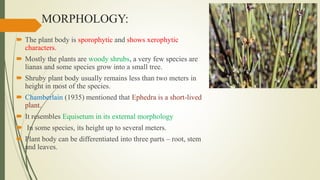 MORPHOLOGY:
 The plant body is sporophytic and shows xerophytic
characters.
 Mostly the plants are woody shrubs, a very few species are
lianas and some species grow into a small tree.
 Shruby plant body usually remains less than two meters in
height in most of the species.
 Chamberlain (1935) mentioned that Ephedra is a short-lived
plant.
 It resembles Equisetum in its external morphology
 In some species, its height up to several meters.
 Plant body can be differentiated into three parts – root, stem
and leaves.
 