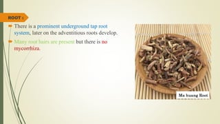 ROOT :
 There is a prominent underground tap root
system, later on the adventitious roots develop.
 Many root hairs are present but there is no
mycorrhiza.
 