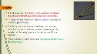 STEM:
 Like Equisetum, the stem is green, ribbed, branched,
fluted and differentiated into nodes and internodes.
 It performs the function of photosynthesis and may be
called as phylloclade.
 The branches arise from the axillary buds and are,
therefore, in pairs of threes or fours according to the
number of the scaly leaves at the nodes in different
species.
 The branches are also green and differentiated into nodes
and internodes.
 