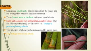 LEAVES:
 Leaves are small scaly, present in pairs at the nodes and
are arranged in opposite decussate manner.
 These leaves unite at the base to form a basal sheath.
 Each leaf contains two unbranched, parallel veins. They
are so minute that they are of no use i.e., unable to
perform photosynthesis.
 The function of photosynthesis is carried by green stem.
 True foliage leaves are absent.
 