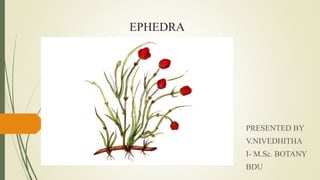 EPHEDRA
PRESENTED BY
V.NIVEDHITHA
I- M.Sc. BOTANY
BDU
 