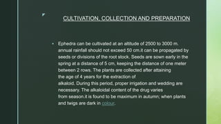 z
CULTIVATION, COLLECTION AND PREPARATION
 Ephedra can be cultivated at an altitude of 2500 to 3000 m.
annual rainfall should not exceed 50 cm.it can be propagated by
seeds or divisions of the root stock. Seeds are sown early in the
spring at a distance of 5 cm, keeping the distance of one meter
between 2 rows. The plants are collected after attaining
the age of 4 years for the extraction of
alkaloid. During this period, proper irrigation and wedding are
necessary. The alkaloidal content of the drug varies
from season.it is found to be maximum in autumn; when plants
and twigs are dark in colour.
 