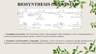 BIOSYNTHESIS OF QUININE
1. Tryptophan Conversion: The biosynthesis begins with tryptophan, which undergoes a series of transformations. It
can be converted into the indole structure, which is crucial for quinine synthesis.
2. Formation of Intermediate Compounds: Tryptophan is first converted to tryptamine through decarboxylation.
Tryptamine can then undergo further transformations, including the introduction of various functional groups.
 
