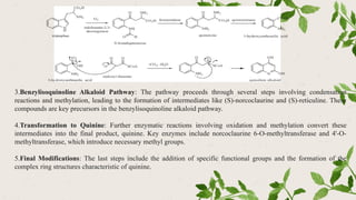 3.Benzylisoquinoline Alkaloid Pathway: The pathway proceeds through several steps involving condensation
reactions and methylation, leading to the formation of intermediates like (S)-norcoclaurine and (S)-reticuline. These
compounds are key precursors in the benzylisoquinoline alkaloid pathway.
4.Transformation to Quinine: Further enzymatic reactions involving oxidation and methylation convert these
intermediates into the final product, quinine. Key enzymes include norcoclaurine 6-O-methyltransferase and 4'-O-
methyltransferase, which introduce necessary methyl groups.
5.Final Modifications: The last steps include the addition of specific functional groups and the formation of the
complex ring structures characteristic of quinine.
 