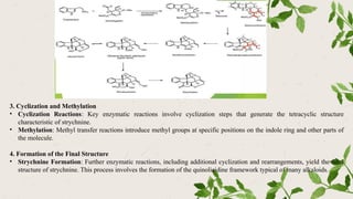 3. Cyclization and Methylation
• Cyclization Reactions: Key enzymatic reactions involve cyclization steps that generate the tetracyclic structure
characteristic of strychnine.
• Methylation: Methyl transfer reactions introduce methyl groups at specific positions on the indole ring and other parts of
the molecule.
4. Formation of the Final Structure
• Strychnine Formation: Further enzymatic reactions, including additional cyclization and rearrangements, yield the final
structure of strychnine. This process involves the formation of the quinolizidine framework typical of many alkaloids.
 