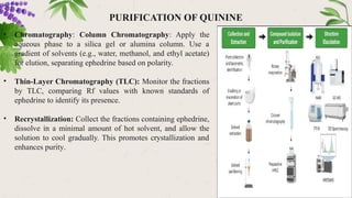 PURIFICATION OF QUININE
• Chromatography: Column Chromatography: Apply the
aqueous phase to a silica gel or alumina column. Use a
gradient of solvents (e.g., water, methanol, and ethyl acetate)
for elution, separating ephedrine based on polarity.
• Thin-Layer Chromatography (TLC): Monitor the fractions
by TLC, comparing Rf values with known standards of
ephedrine to identify its presence.
• Recrystallization: Collect the fractions containing ephedrine,
dissolve in a minimal amount of hot solvent, and allow the
solution to cool gradually. This promotes crystallization and
enhances purity.
 