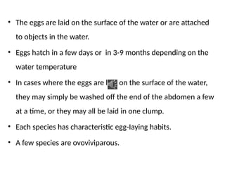 • The eggs are laid on the surface of the water or are attached
to objects in the water.
• Eggs hatch in a few days or in 3-9 months depending on the
water temperature
• In cases where the eggs are laid on the surface of the water,
they may simply be washed off the end of the abdomen a few
at a time, or they may all be laid in one clump.
• Each species has characteristic egg-Iaying habits.
• A few species are ovoviviparous.
 