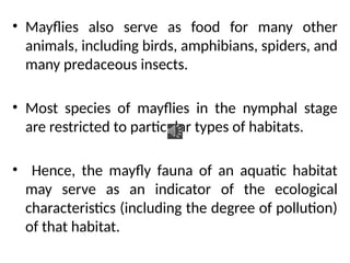 • Mayflies also serve as food for many other
animals, including birds, amphibians, spiders, and
many predaceous insects.
• Most species of mayflies in the nymphal stage
are restricted to particular types of habitats.
• Hence, the mayfly fauna of an aquatic habitat
may serve as an indicator of the ecological
characteristics (including the degree of pollution)
of that habitat.
 