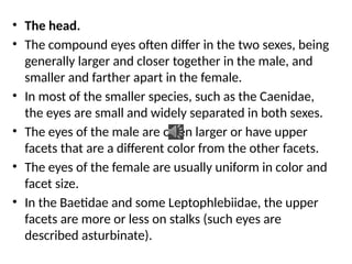 • The head.
• The compound eyes often differ in the two sexes, being
generally larger and closer together in the male, and
smaller and farther apart in the female.
• In most of the smaller species, such as the Caenidae,
the eyes are small and widely separated in both sexes.
• The eyes of the male are often larger or have upper
facets that are a different color from the other facets.
• The eyes of the female are usually uniform in color and
facet size.
• In the Baetidae and some Leptophlebiidae, the upper
facets are more or less on stalks (such eyes are
described asturbinate).
 