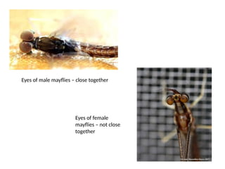 Eyes of male mayflies – close together
Eyes of female
mayflies – not close
together
 