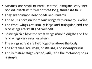 • Mayflies are small to medium-sized, elongate, very soft-
bodied insects with two or three long, threadlike tails.
• They are common near ponds and streams.
• The adults have membranous wings with numerous veins.
• The front wings are usually large and triangular, and the
hind wings are small and rounded.
• Some species have the front wings more elongate and the
hind wings very small or absent.
• The wings at rest are held together above the body.
• The antennae are small, bristle like, and inconspicuous.
• The immature stages are aquatic, and the metamorphosis
is simple.
 