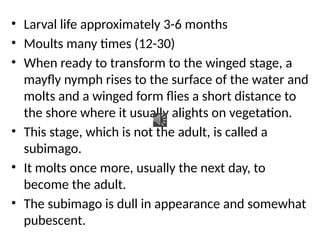 • Larval life approximately 3-6 months
• Moults many times (12-30)
• When ready to transform to the winged stage, a
mayfly nymph rises to the surface of the water and
molts and a winged form flies a short distance to
the shore where it usually alights on vegetation.
• This stage, which is not the adult, is called a
subimago.
• It molts once more, usually the next day, to
become the adult.
• The subimago is dull in appearance and somewhat
pubescent.
 