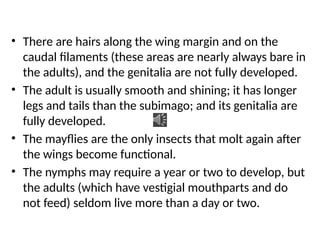 • There are hairs along the wing margin and on the
caudal filaments (these areas are nearly always bare in
the adults), and the genitalia are not fully developed.
• The adult is usually smooth and shining; it has longer
legs and tails than the subimago; and its genitalia are
fully developed.
• The mayflies are the only insects that molt again after
the wings become functional.
• The nymphs may require a year or two to develop, but
the adults (which have vestigial mouthparts and do
not feed) seldom live more than a day or two.
 