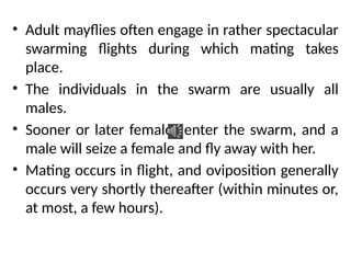 • Adult mayflies often engage in rather spectacular
swarming flights during which mating takes
place.
• The individuals in the swarm are usually all
males.
• Sooner or later females enter the swarm, and a
male will seize a female and fly away with her.
• Mating occurs in flight, and oviposition generally
occurs very shortly thereafter (within minutes or,
at most, a few hours).
 