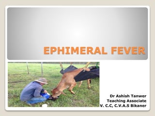 EPHIMERAL FEVER
Dr Ashish Tanwer
Teaching Associate
V. C.C, C.V.A.S Bikaner
 