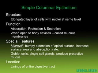 Simple Columnar Epithelium Structure Elongated layer of cells with nuclei at same level Function Absorption, Protection & Secretion When open to body cavities – called mucous membranes Special Features Microvill i , bumpy extension of apical surface, increase surface area and absorption rate. Goblet cells , single cell glands, produce protective mucus. Location Linings of entire digestive tract 