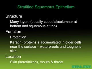 Stratified Squamous Epithelium Structure Many layers (usually cubodial/columnar at bottom and squamous at top) Function Protection Keratin (protein) is accumulated in older cells near the surface – waterproofs and toughens skin. Location Skin (keratinized), mouth & throat 