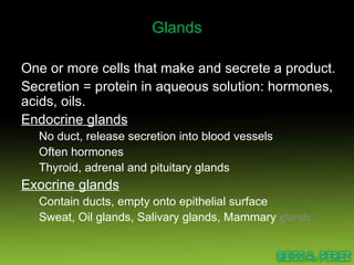 Glands One or more cells that make and secrete a product. Secretion = protein in aqueous solution: hormones, acids, oils. Endocrine glands No duct, release secretion into blood vessels  Often hormones Thyroid, adrenal and pituitary glands Exocrine glands Contain ducts, empty onto epithelial surface Sweat, Oil glands, Salivary glands, Mammary  glands. 