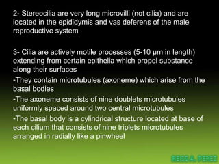 2- Stereocilia are very long microvilli (not cilia) and are located in the epididymis and vas deferens of the male reproductive system 3- Cilia are actively motile processes (5-10 µm in length) extending from certain epithelia which propel substance along their surfaces They contain microtubules (axoneme) which arise from the basal bodies The axoneme consists of nine doublets microtubules uniformly spaced around two central microtubules The basal body is a cylindrical structure located at base of each cilium that consists of nine triplets microtubules arranged in radially like a pinwheel  