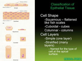 Classification of Epithelial Tissue Cell Shape -Squamous – flattened like fish scales -Cuboidal - cubes Columnar - columns Cell Layers -Simple (one layer) -Stratified (many layers) - Named for the type of cell at the apical surface. 