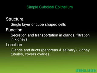 Simple Cuboidal Epithelium Structure Single layer of cube shaped cells Function Secretion and transportation in glands, filtration in kidneys Location Glands and ducts (pancreas & salivary), kidney tubules, covers ovaries 
