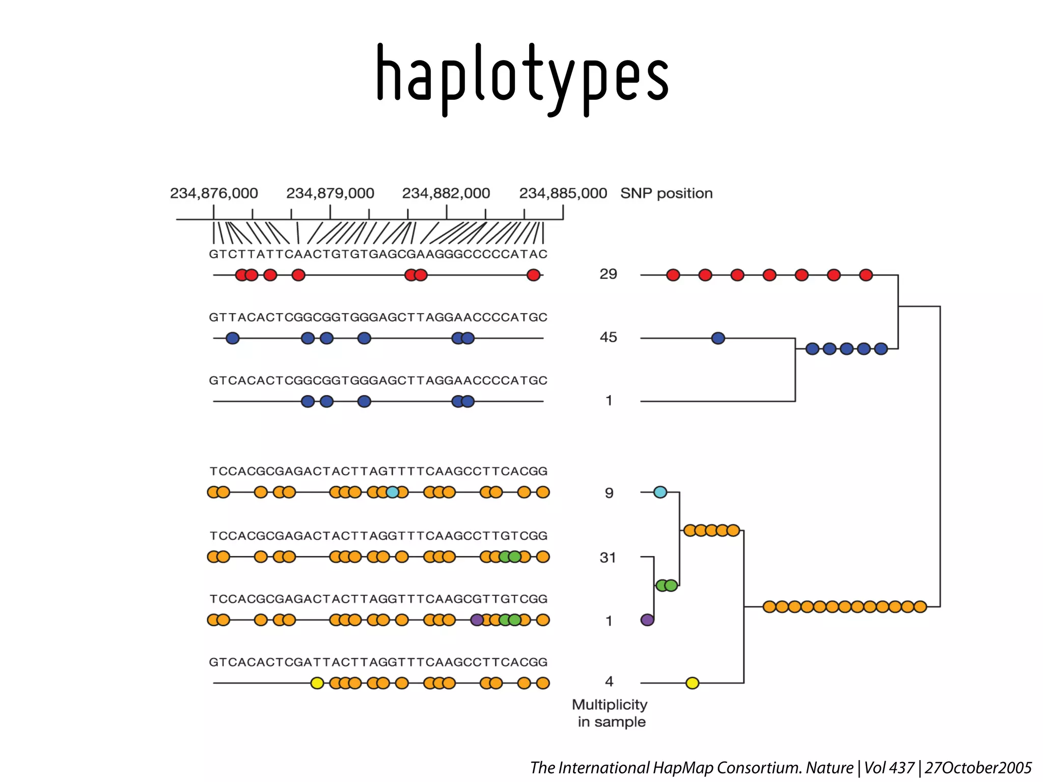 haplotypes




     The International HapMap Consortium. Nature | Vol 437 | 27October2005
 