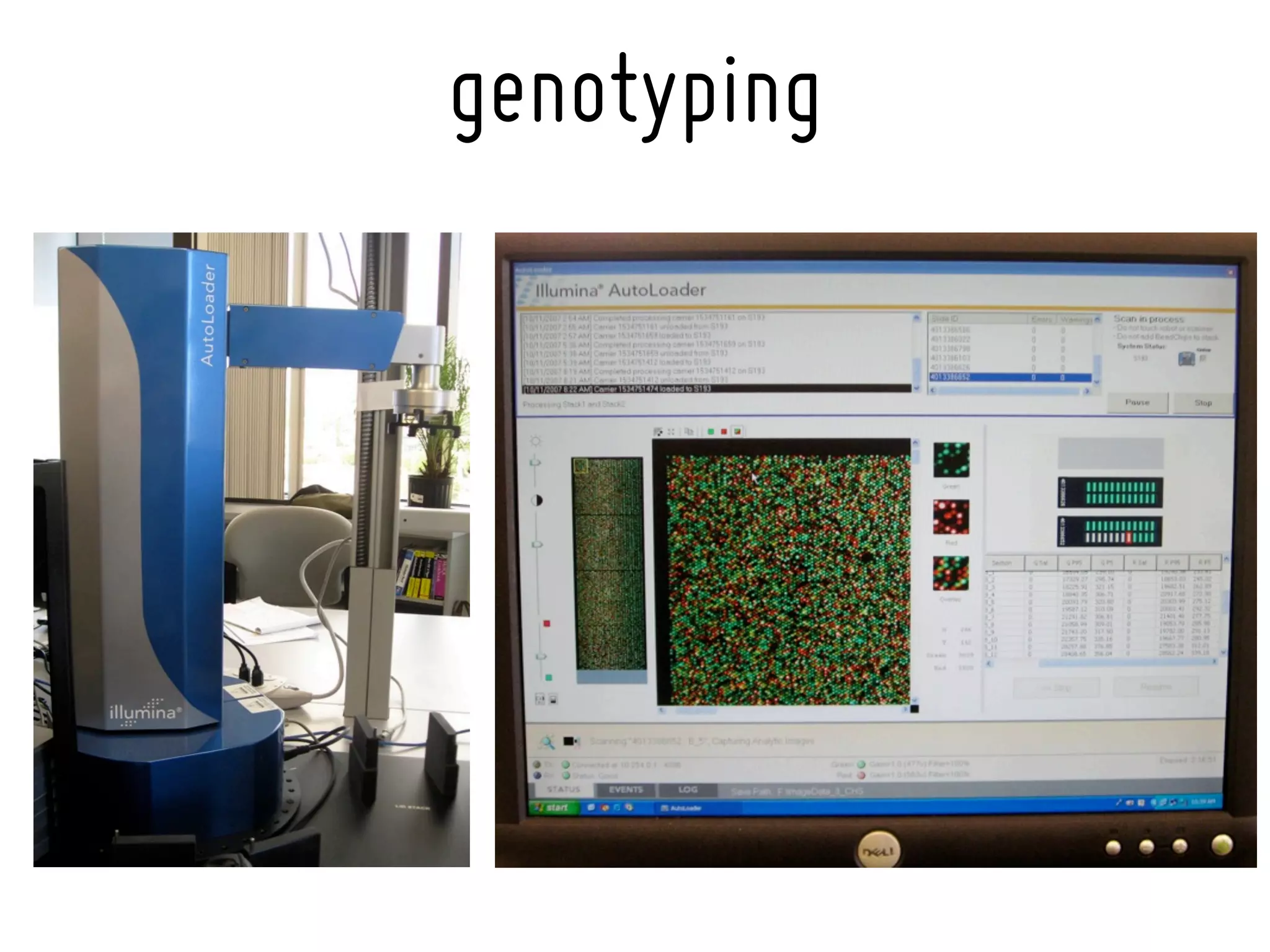 genotyping
 