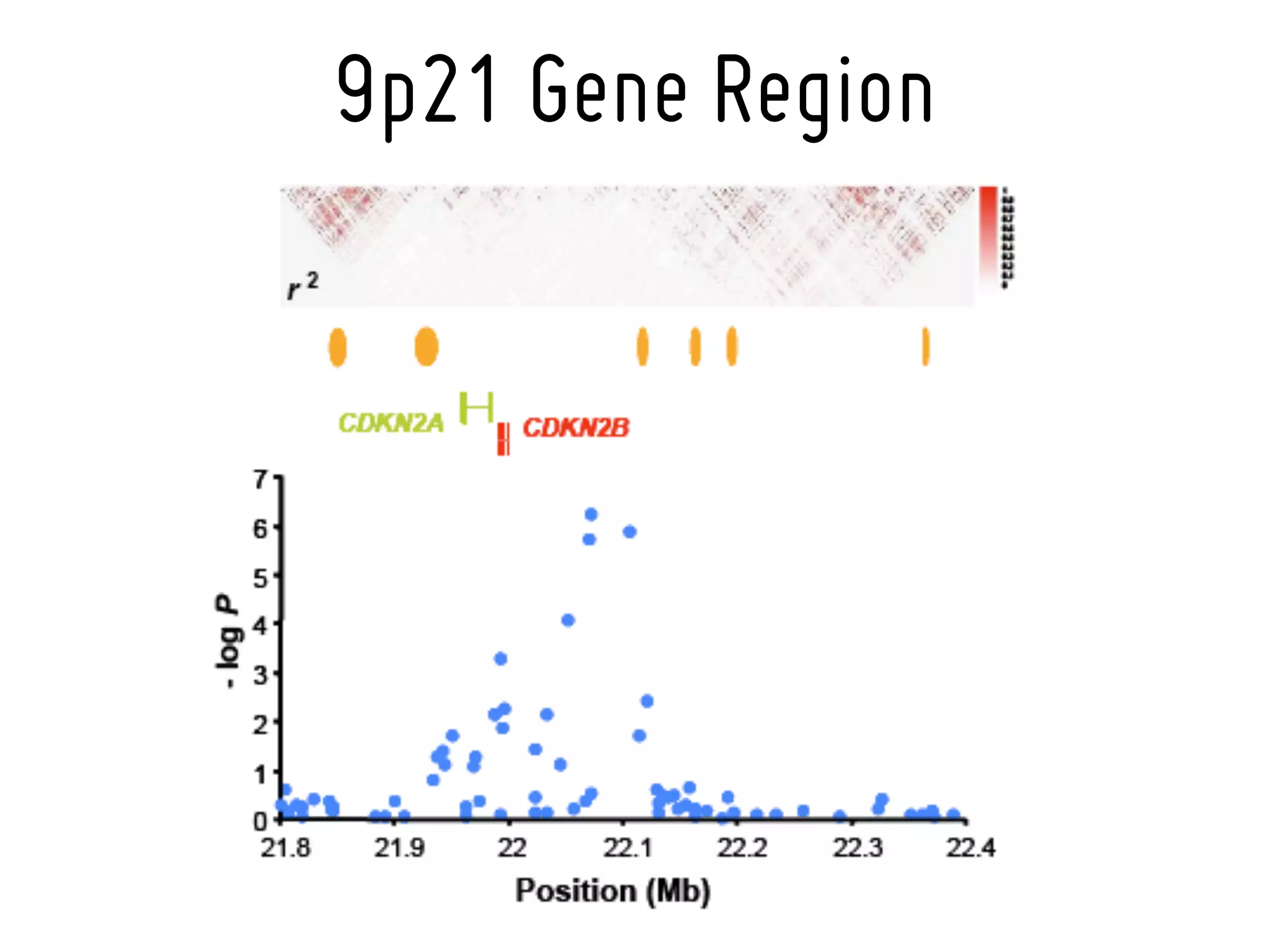 9p21 Gene Region
 