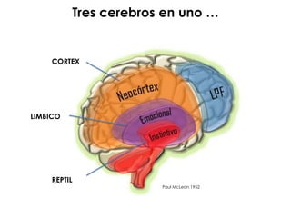 CORTEX
LIMBICO
REPTIL
Paul McLean 1952
Tres cerebros en uno …
 
