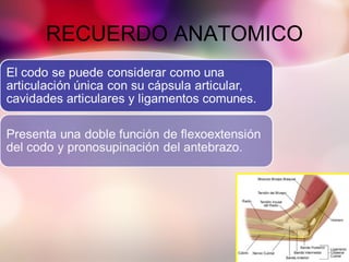 RECUERDO ANATOMICO
 